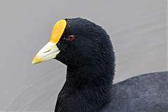 White-winged Coot